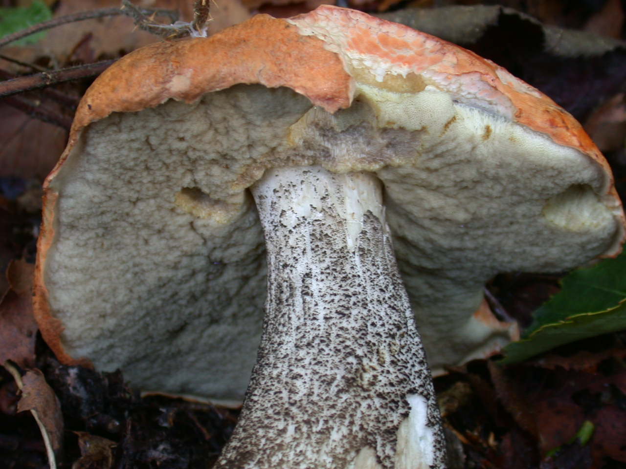 Leccinum versipelle
